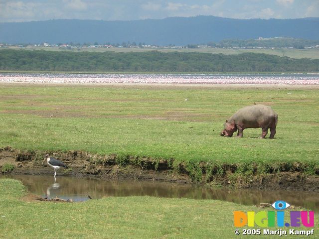 14397 Bird and hippo